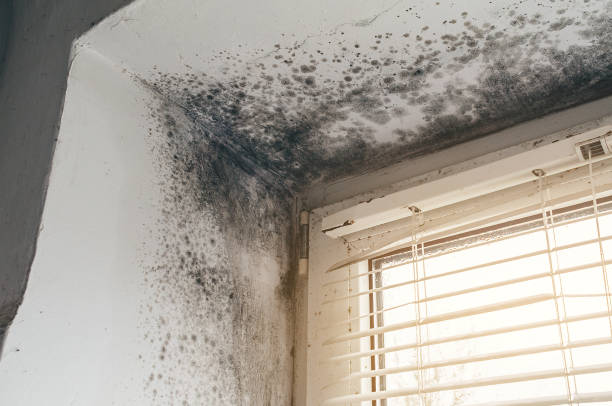 Affordable Mold Cleanup solutions in Hamilton, VA
