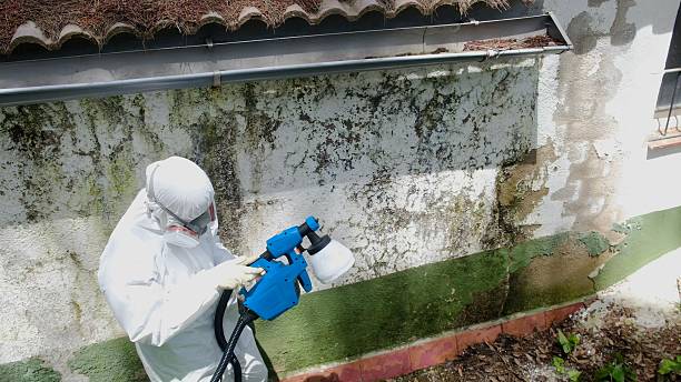 Trusted Black Mold Removal service in Hamilton, VA - Cheap Mold Removal